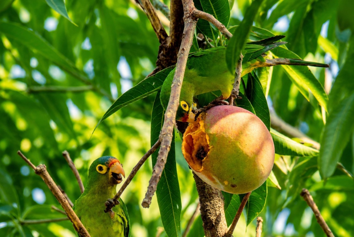 casa-mango-la-saladita-mexico