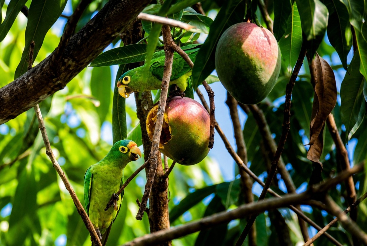 casa-mango-la-saladita-mexico